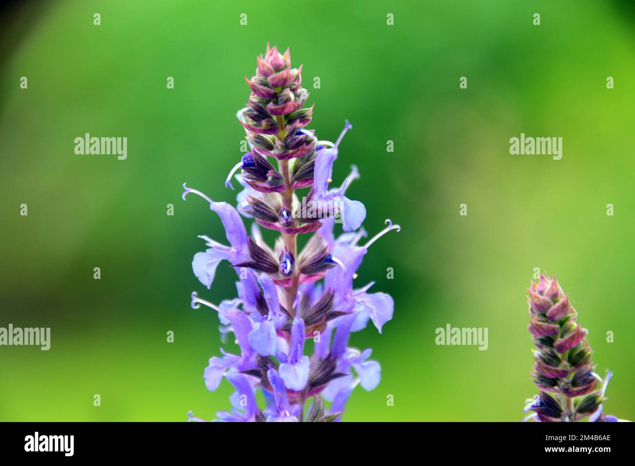 Salvia a sylvestris hi-res stock photography and images - Alamy