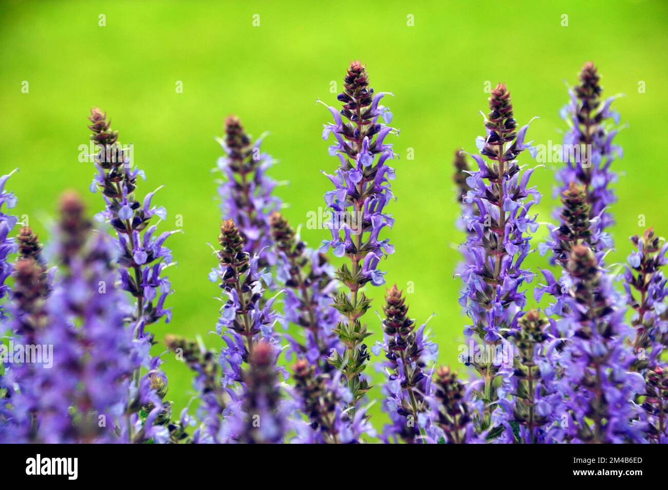 Salvia a sylvestris hi-res stock photography and images - Alamy