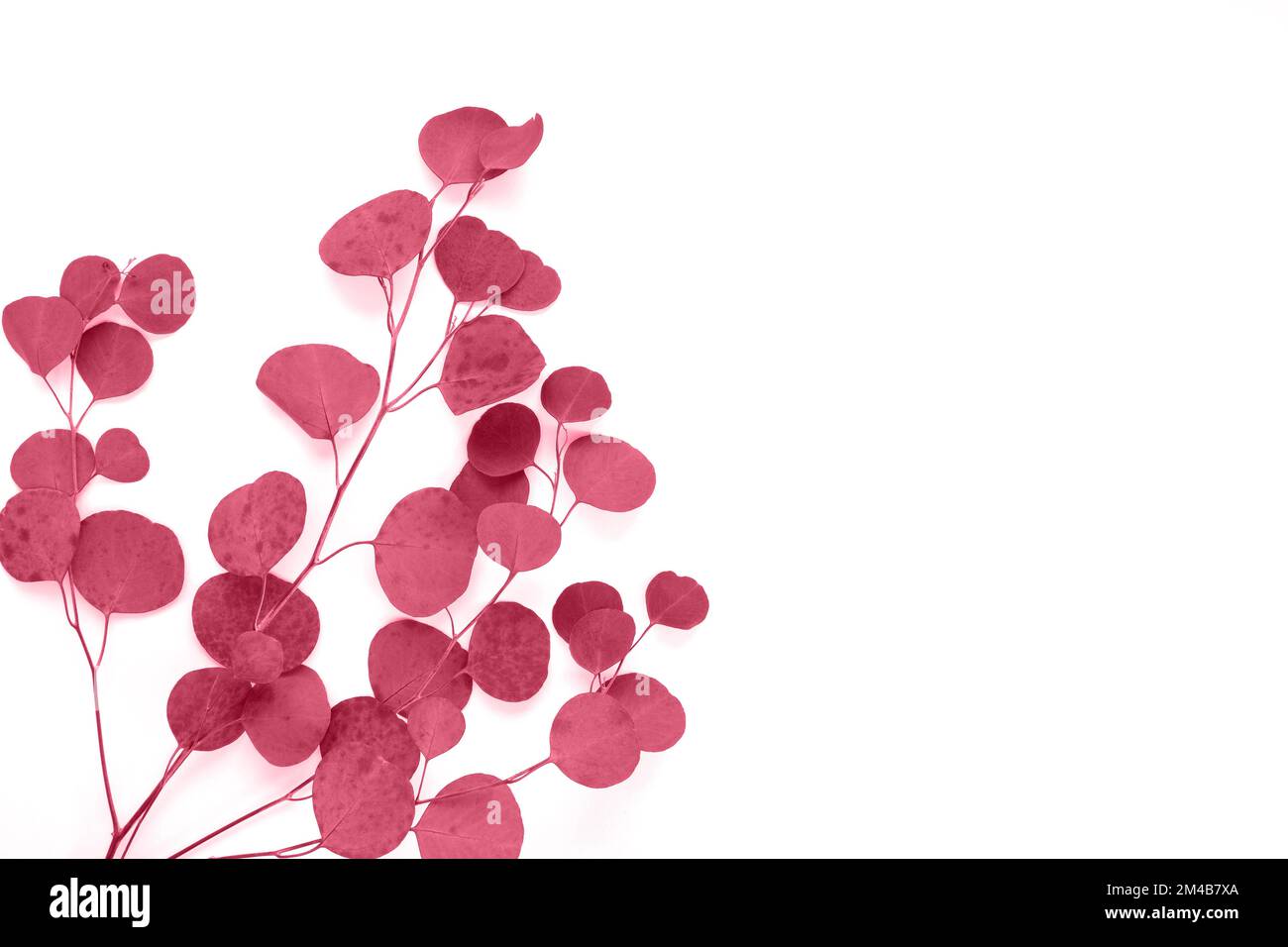 Viva Magenta colored Eucalyptus branches isolated on white background ...