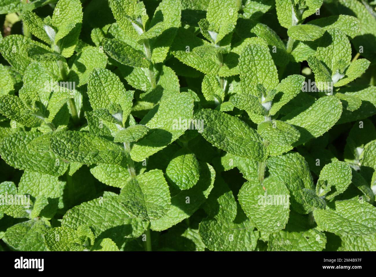 Apple Mint (Mentha suaveolens) in the garden. Stock Photo