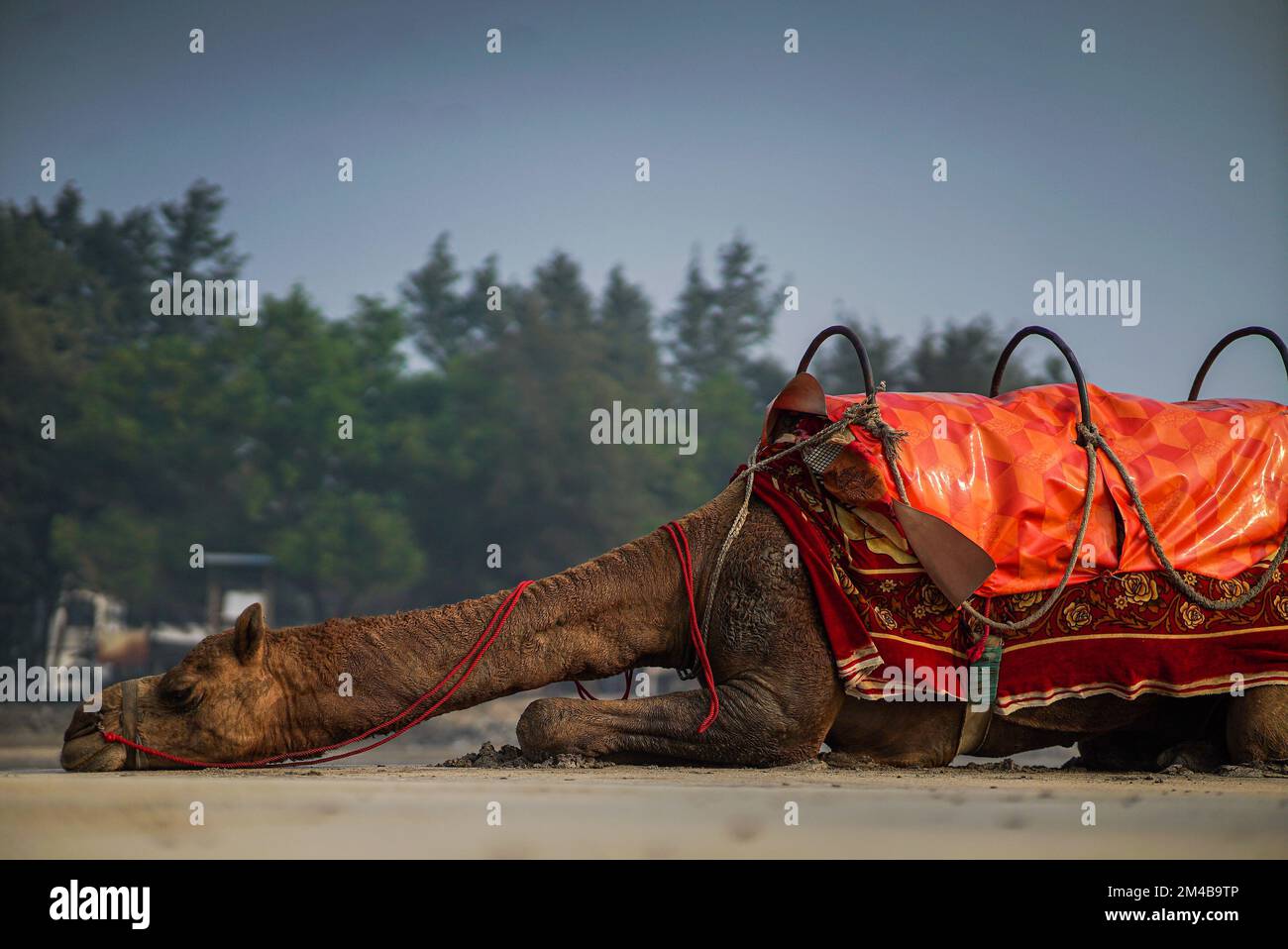 A camel in the desert with red clothings Stock Photo