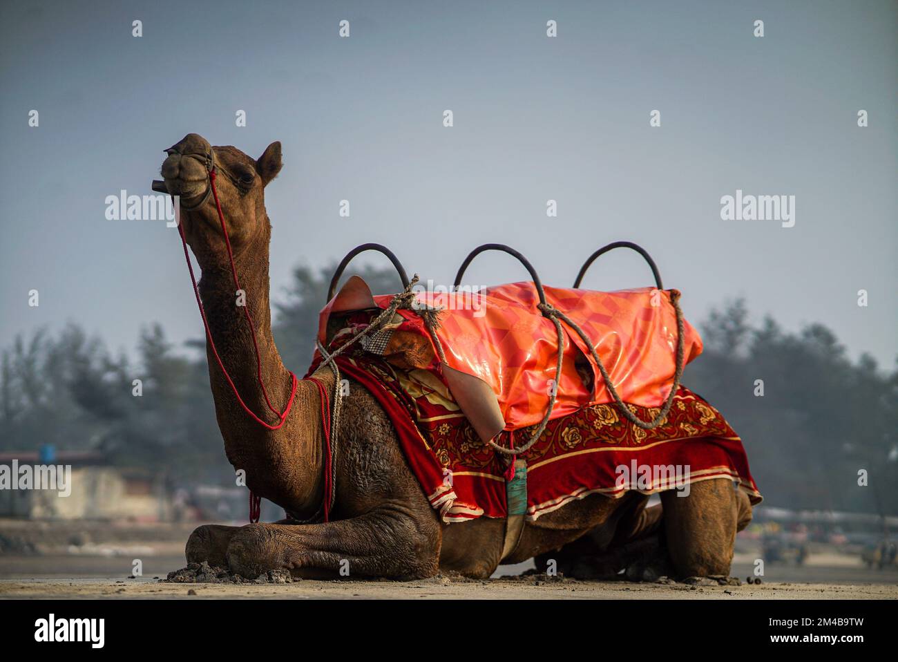 A camel in the desert with red clothings Stock Photo