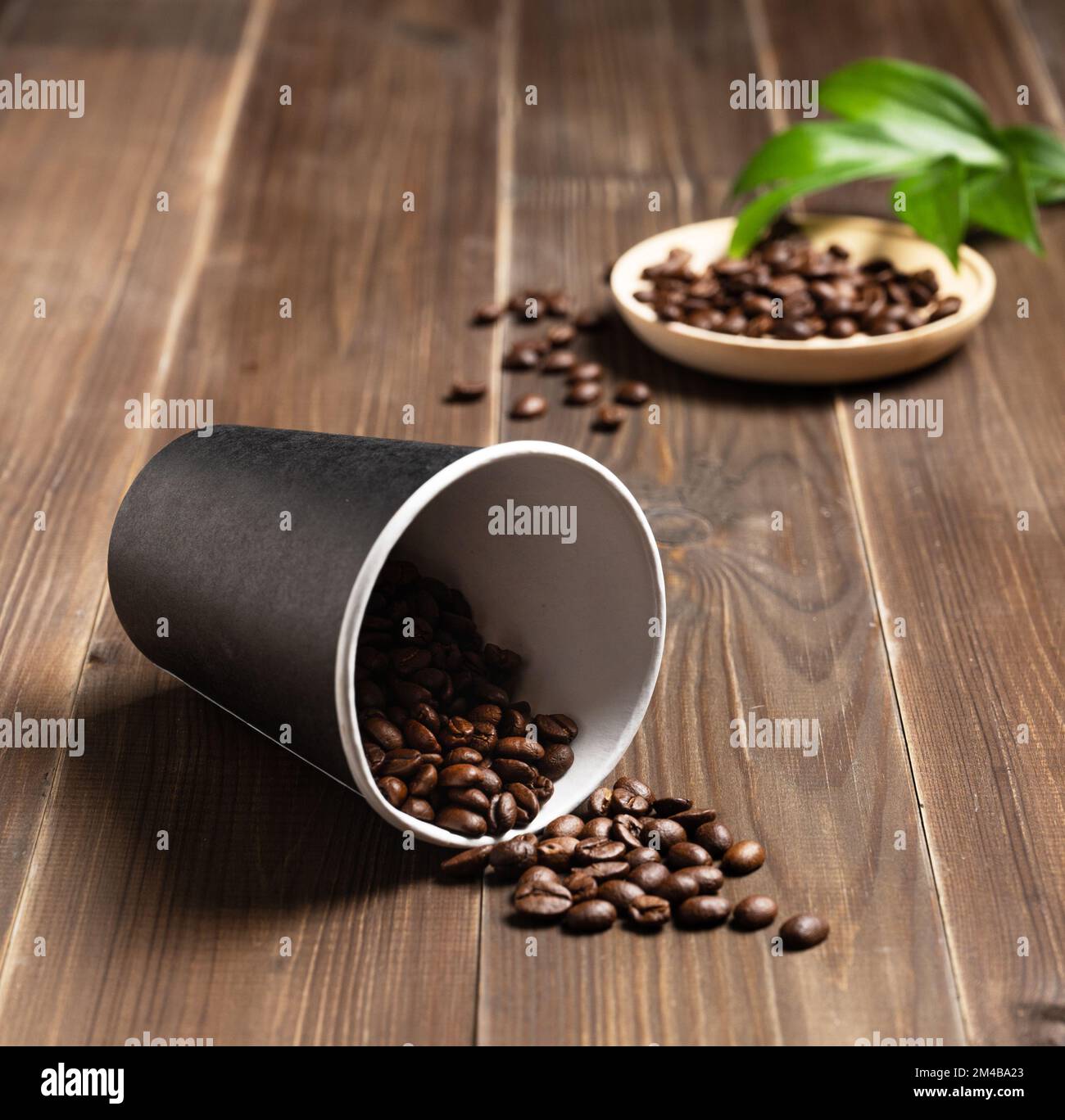 fresh aromatic coffee beans scattered on a dark wooden background from a plastic disposable cup. The concept of a morning energy drink. Copy space. Stock Photo