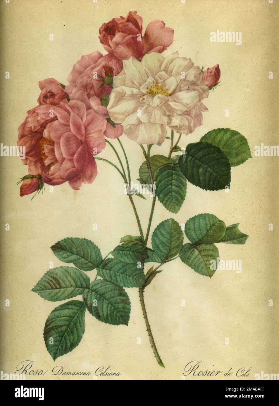 Celsian Damask Rose, coloured illustration, 1920s Stock Photo