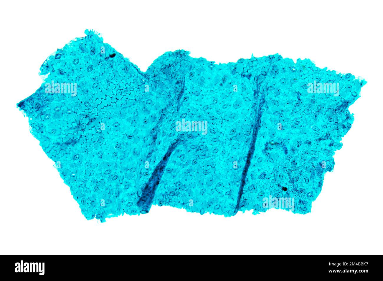 Lower epidermis of broad bean leaf, whole mount, 20X light micrograph. Vicia faba leaf under light microscope, also known as fava or faba bean. Stock Photo