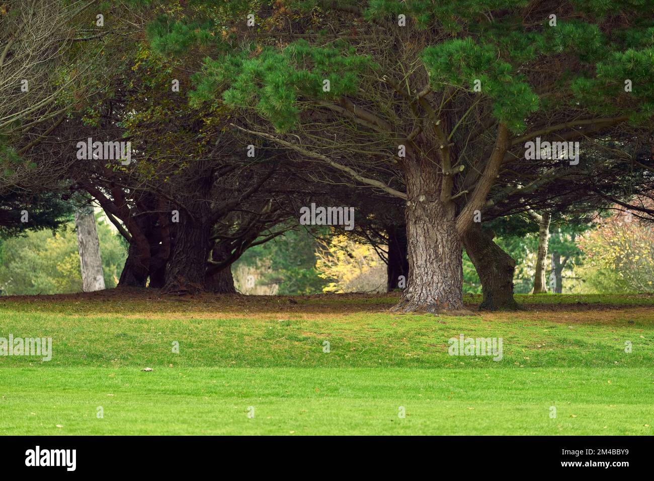 The huge trees in the park Stock Photo Alamy