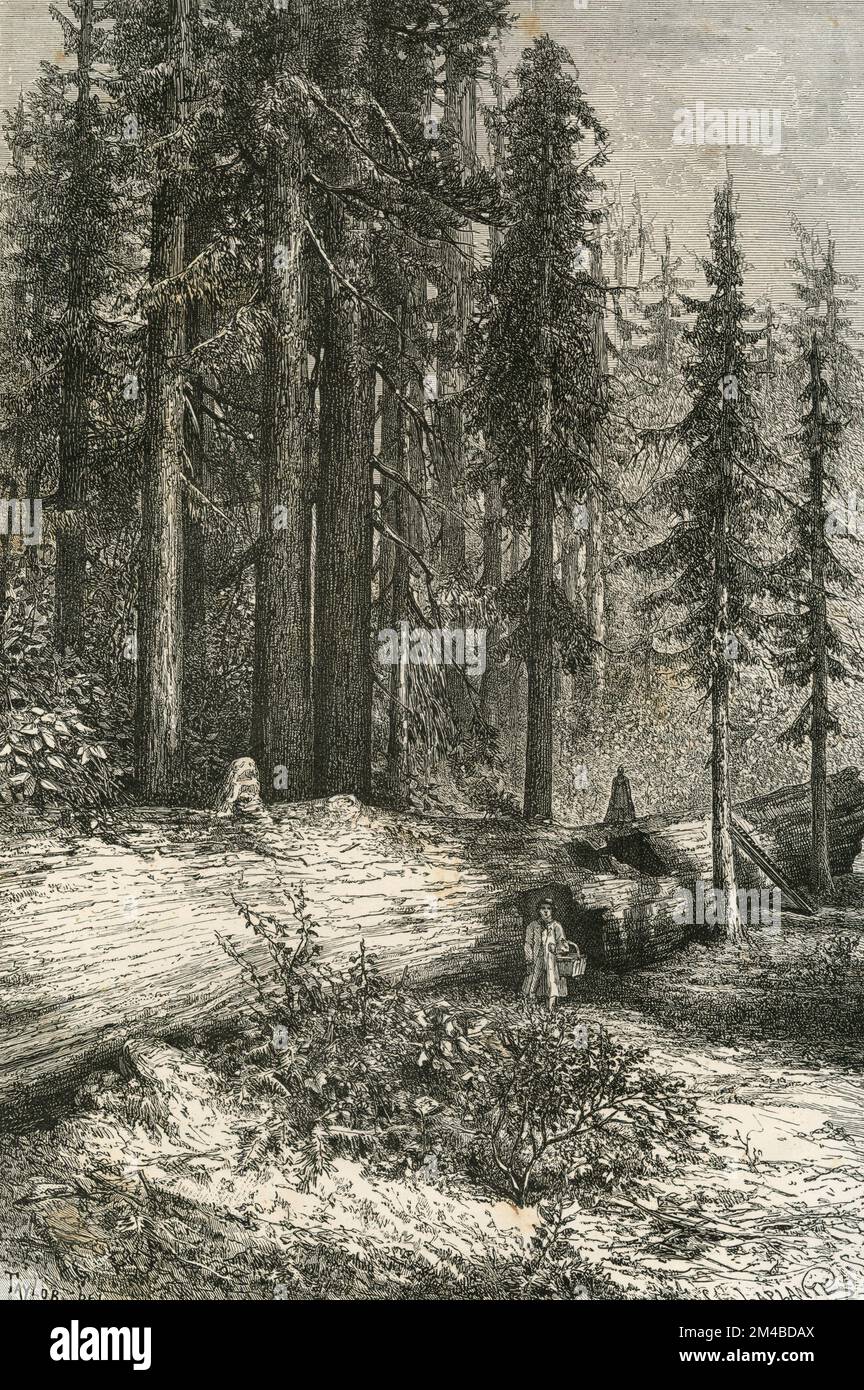 A giant fallen tree at Calaveras County, California, USA, illustration 1871 Stock Photo