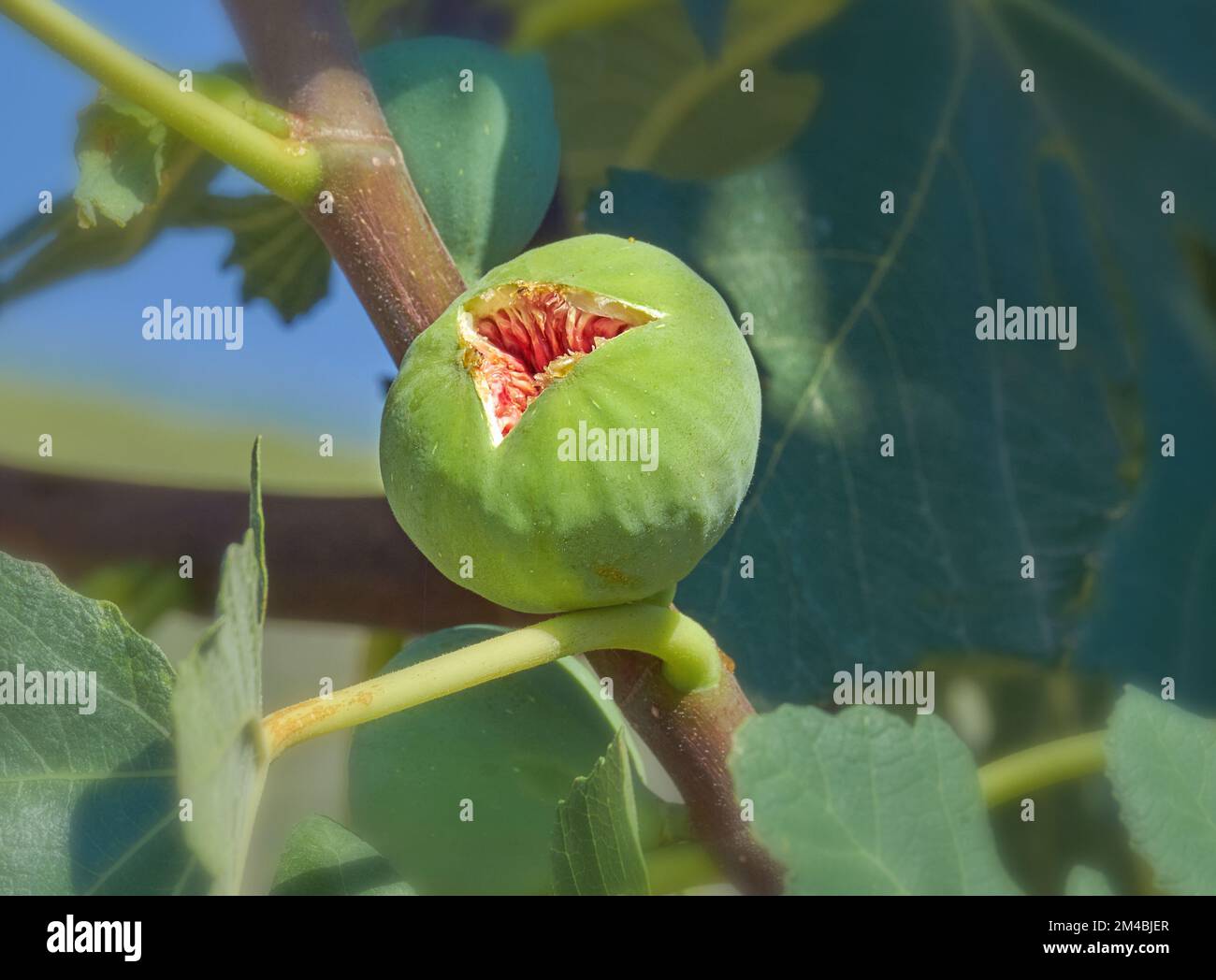 Ripening fig, ficus carica, , fig tree, blue sky, Peloponnese, Greece