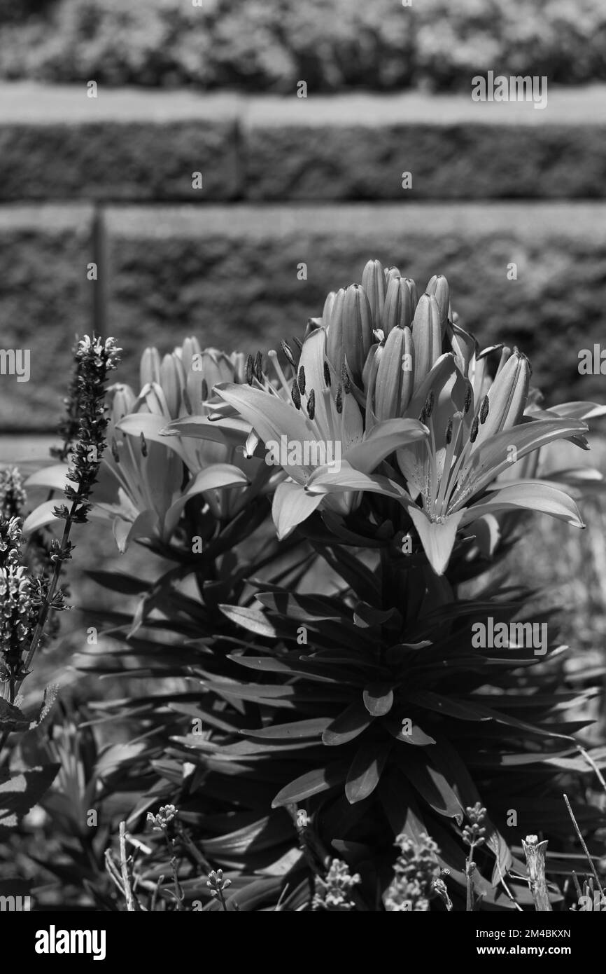 A typical common tiger lily flower growing in the fields in a black and