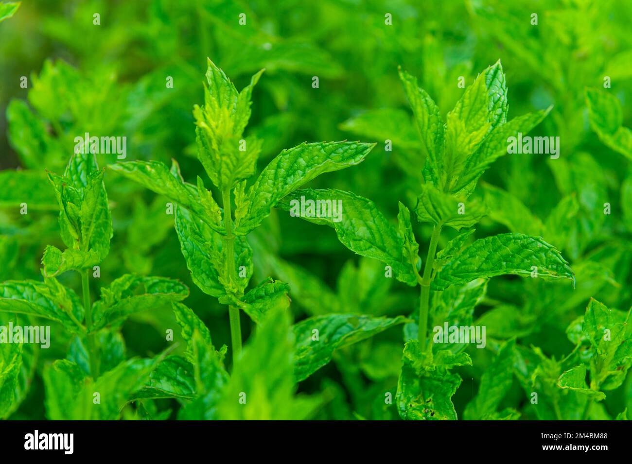 mint leaves, bergamo, italy Stock Photo