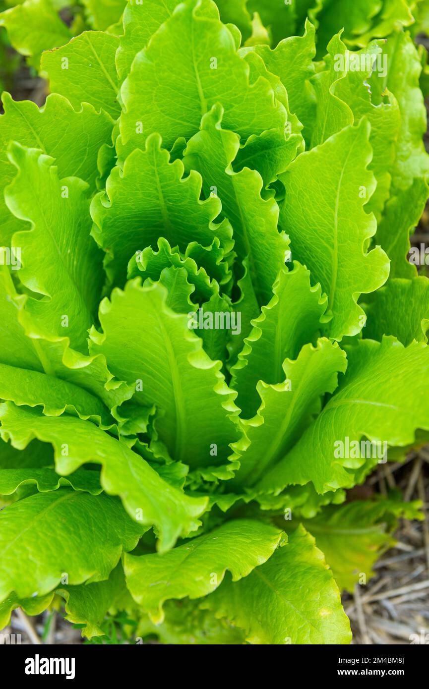 oak leaved lettuce, bergamo, italy Stock Photo