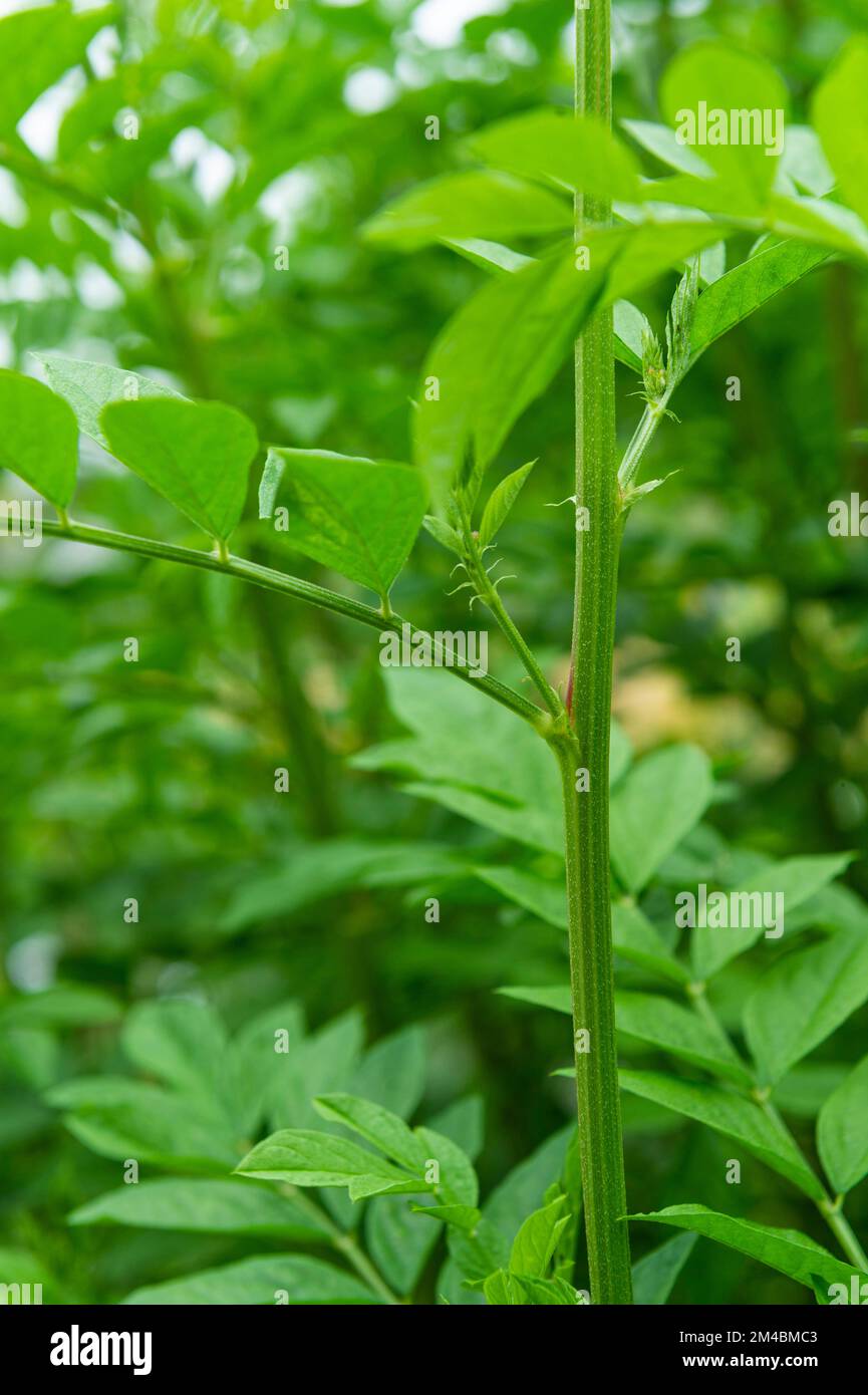 liquorice plant, bergamo, italy Stock Photo Alamy