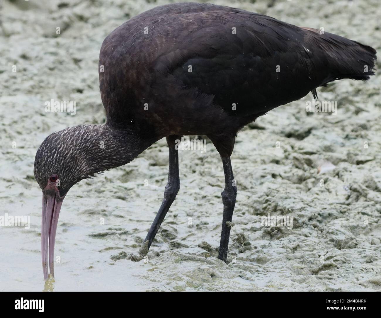 puna ibis (Plegadis ridgwayi) probes the mud in a shallow pond for invertebrates with its long curved bill. Stock Photo