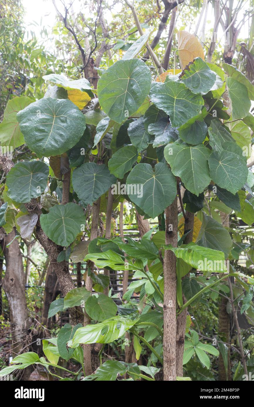 Macaranga grandifolia tree. Stock Photo