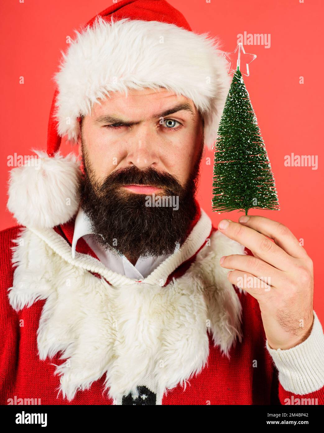 Christmas celebration. Serious Santa Claus with small fir-tree. Winter holidays. Happy New Year. Stock Photo