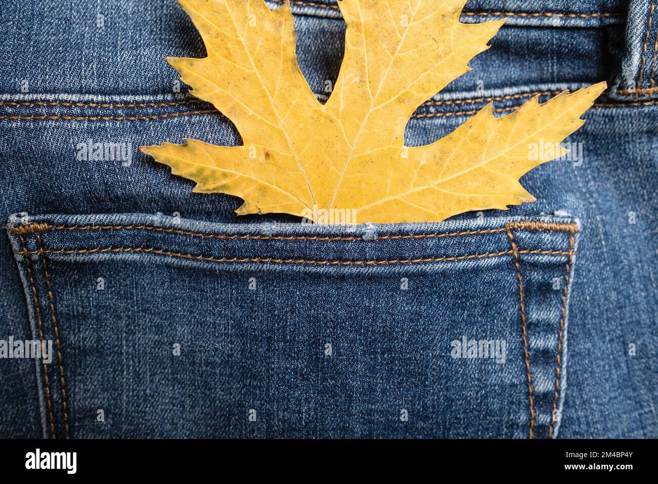 Yellow maple leaf in the back pocket of jeans. Seasonal sale concept. Copy space. Flatley.  Stock Photo