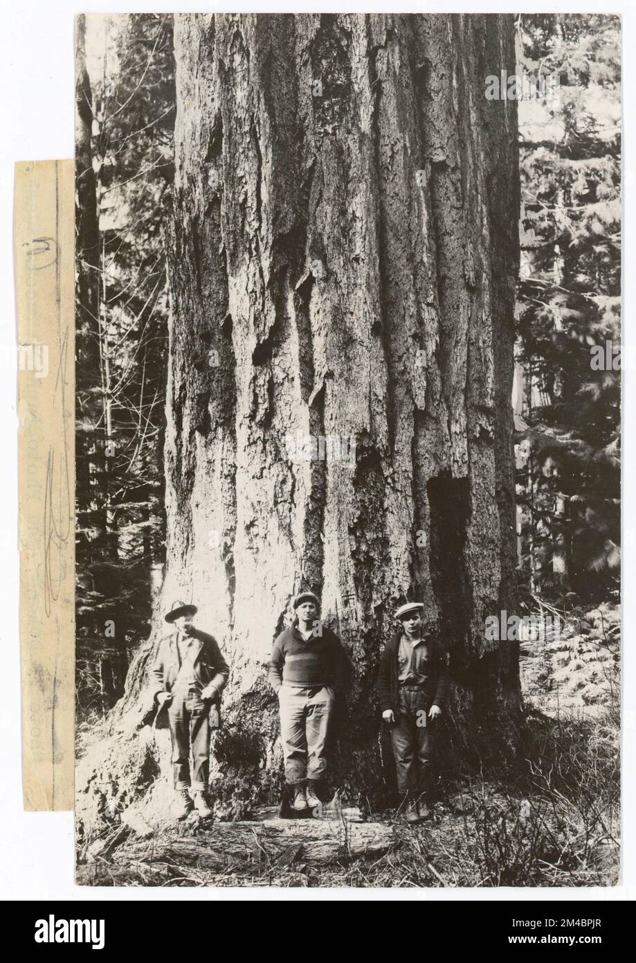 Significant tree trees designation hi-res stock photography and images ...