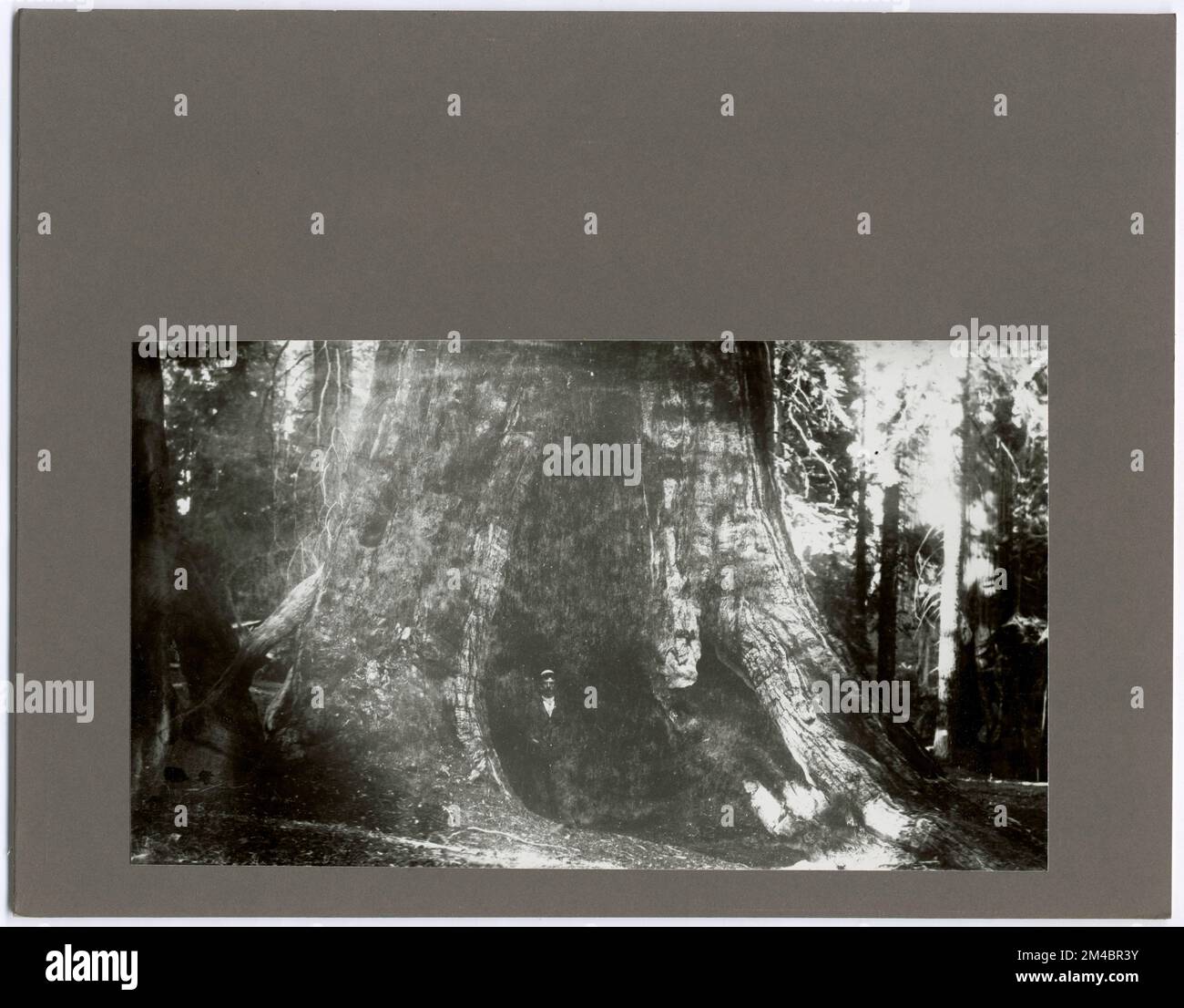 Historical Trees - California. Photographs Relating to National Forests ...