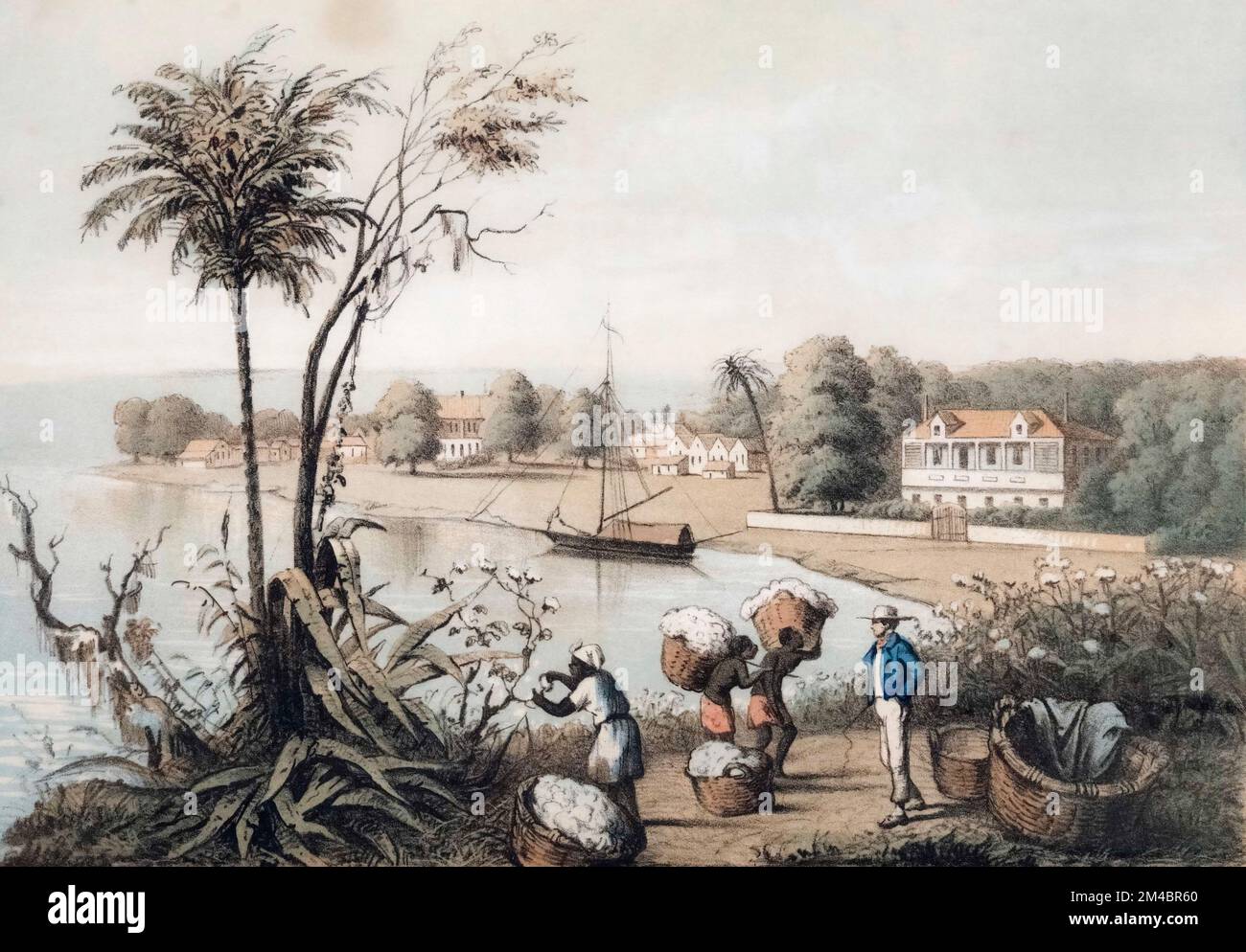 A cotton plantation beside the Mississippi river.   An overseer with a whip supervises slaves picking cotton and carrying baskets of cotton.  After a mid-19th century work by Henry Lewis. Stock Photo
