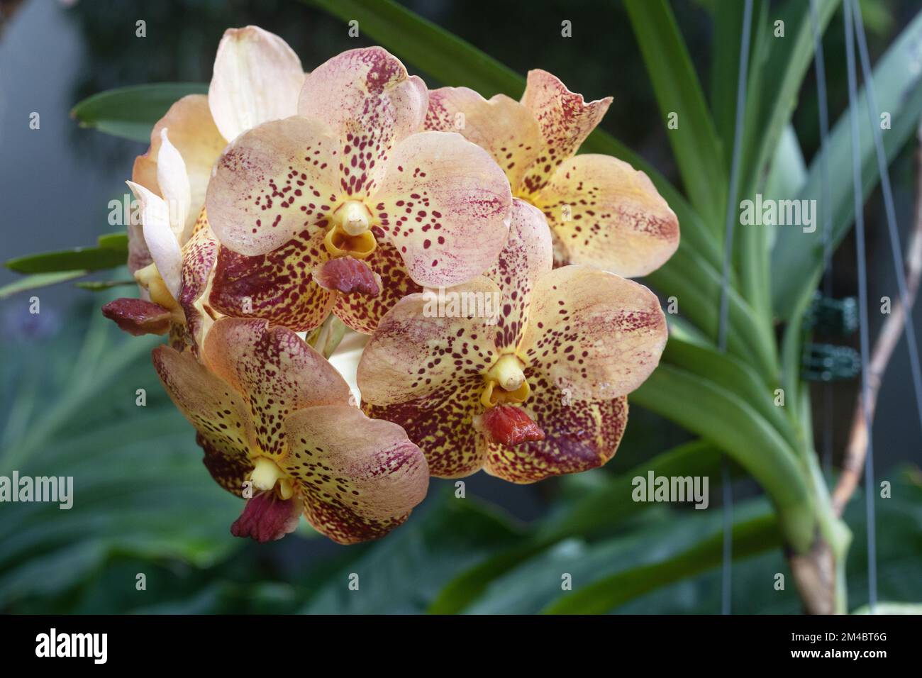 Vanda sanchai gold spots no 9 orchid flowers. Stock Photo