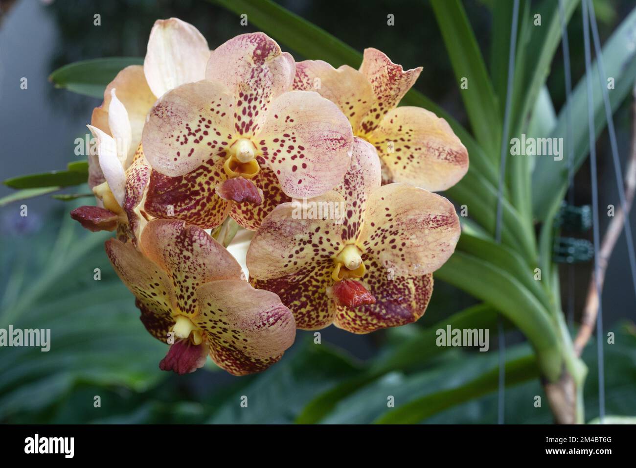 Vanda sanchai gold spots no 9 orchid flowers Stock Photo - Alamy
