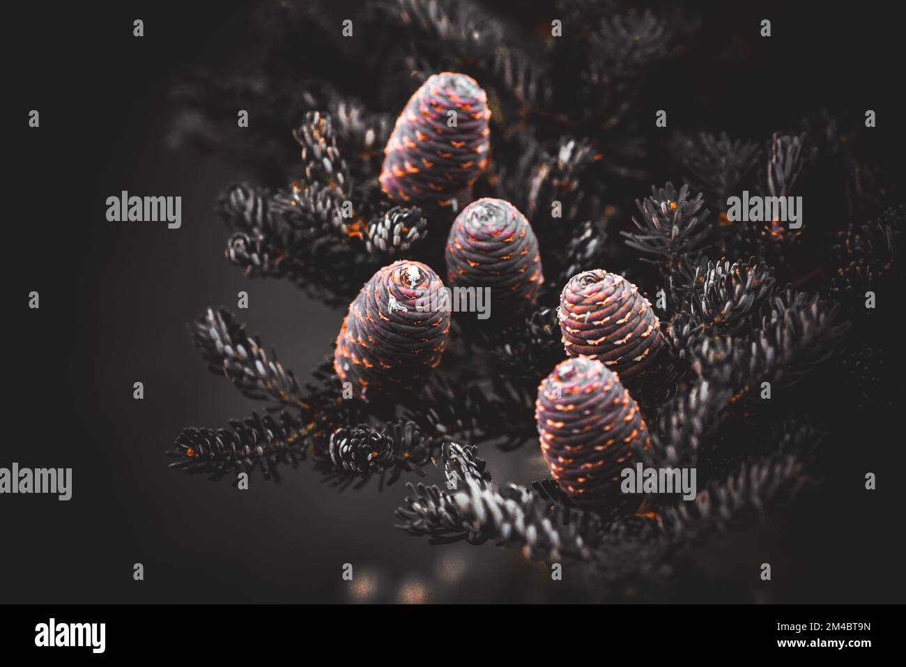 A closeup of acorns on a branch of a fir tree (Abies fargesii) on a dark background Stock Photo
