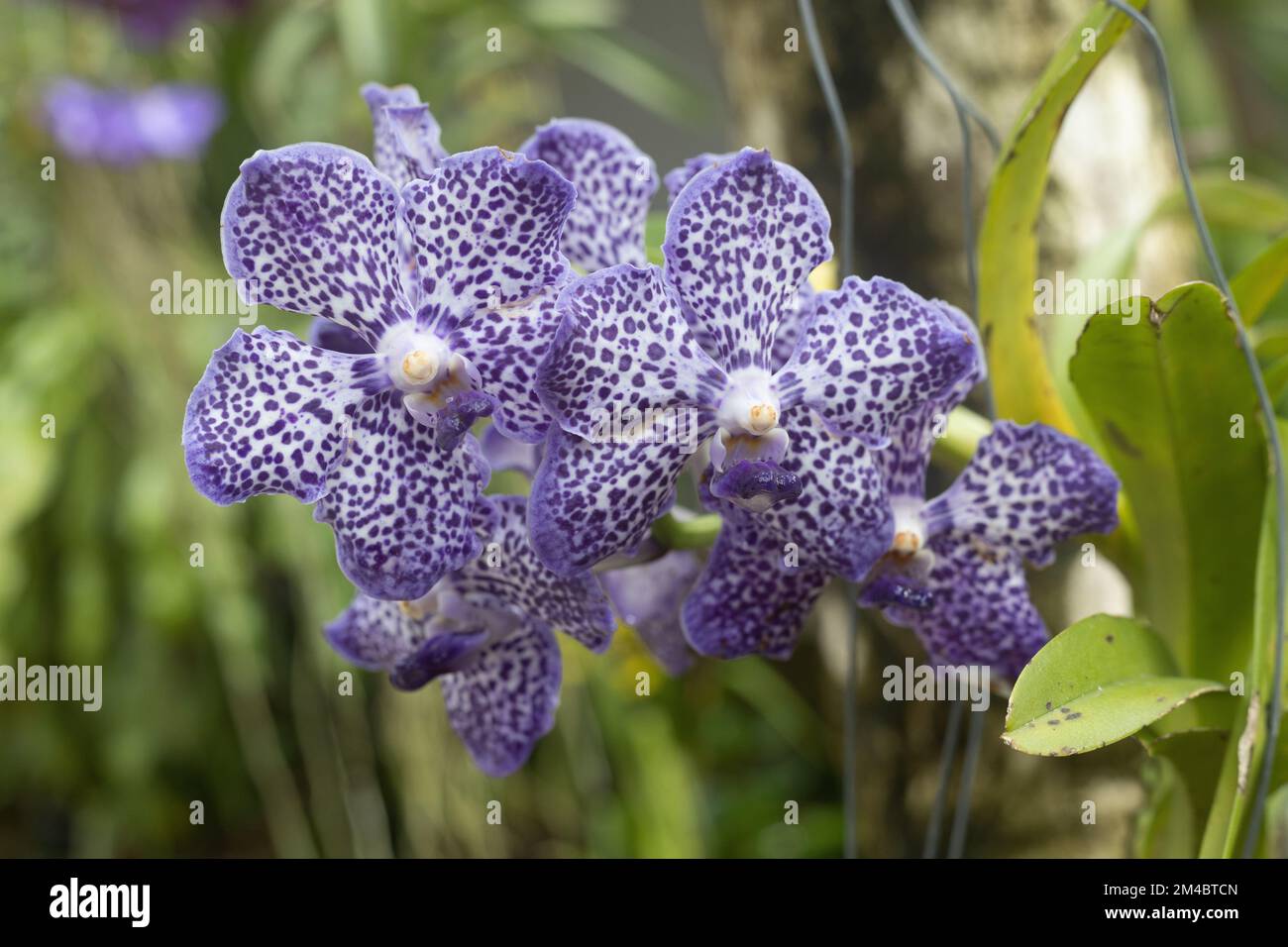Vanda Palmer's delight x papilionanda mimi palmer orchid flowers. Stock Photo