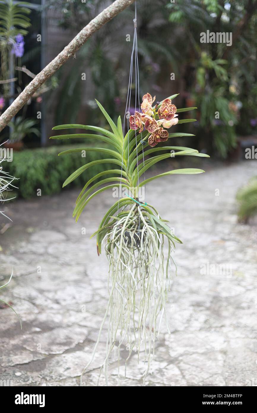 Vanda Painter's Dream x Kulwadee Fragrance orchid plant hanging from a tree. Stock Photo