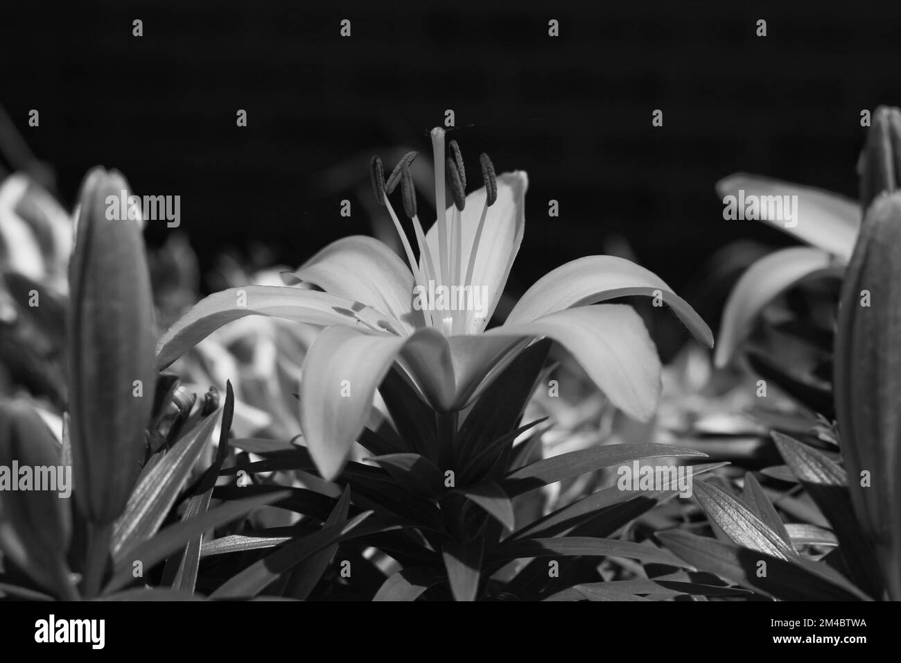 Tiger lilies in bloom Black and White Stock Photos & Images Alamy