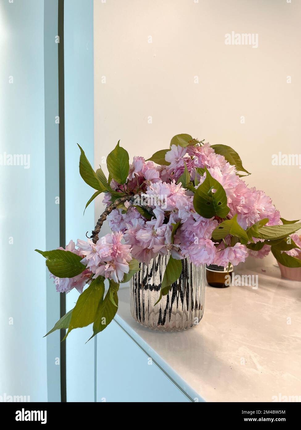 Double cherry blossoms in the glass vase Stock Photo