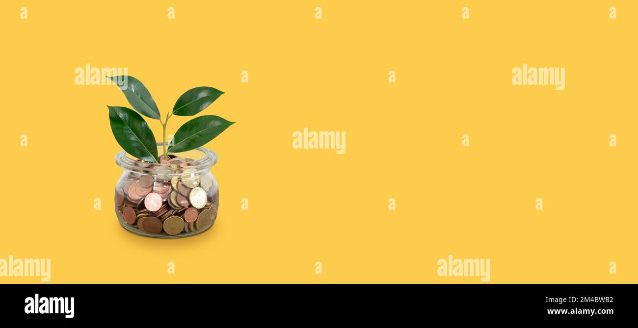 Money growing concept isolated on yellow background. Stock Photo