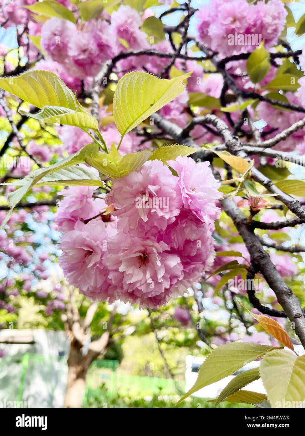 Double cherry blossoms in the park on a spring day Stock Photo