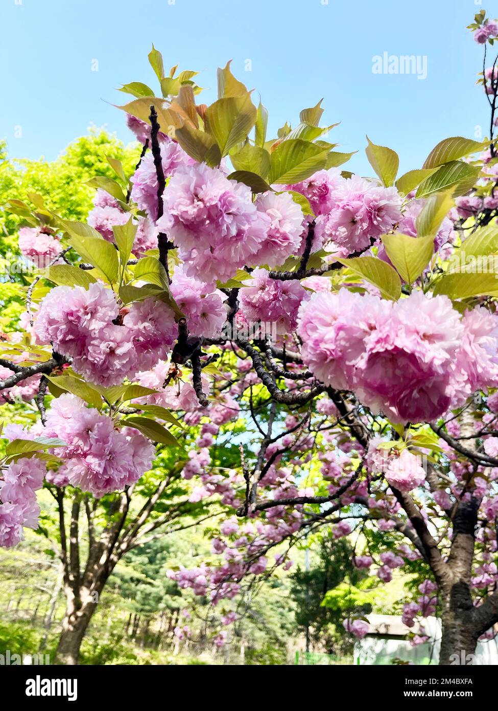 Double cherry blossoms in the park on a spring day Stock Photo