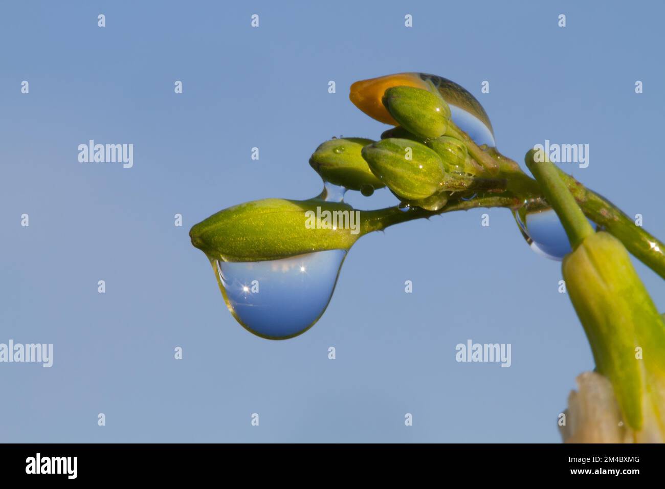 Closeup of waterdrops clinging to bud of Fodder radish under blue sky Stock Photo
