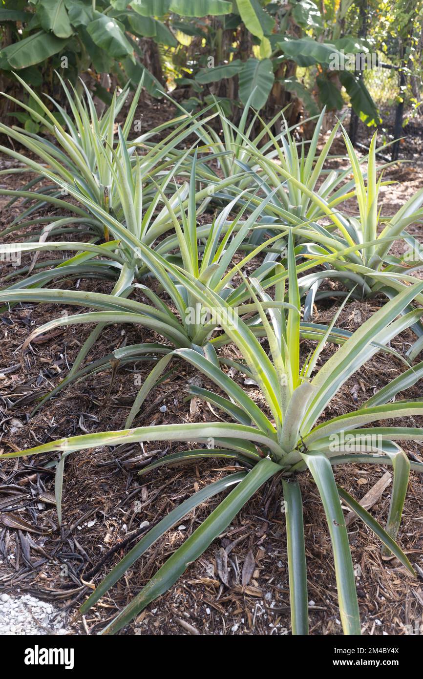Ananas comosus pineapple plants growing in a garden in Florida Stock Photo Alamy