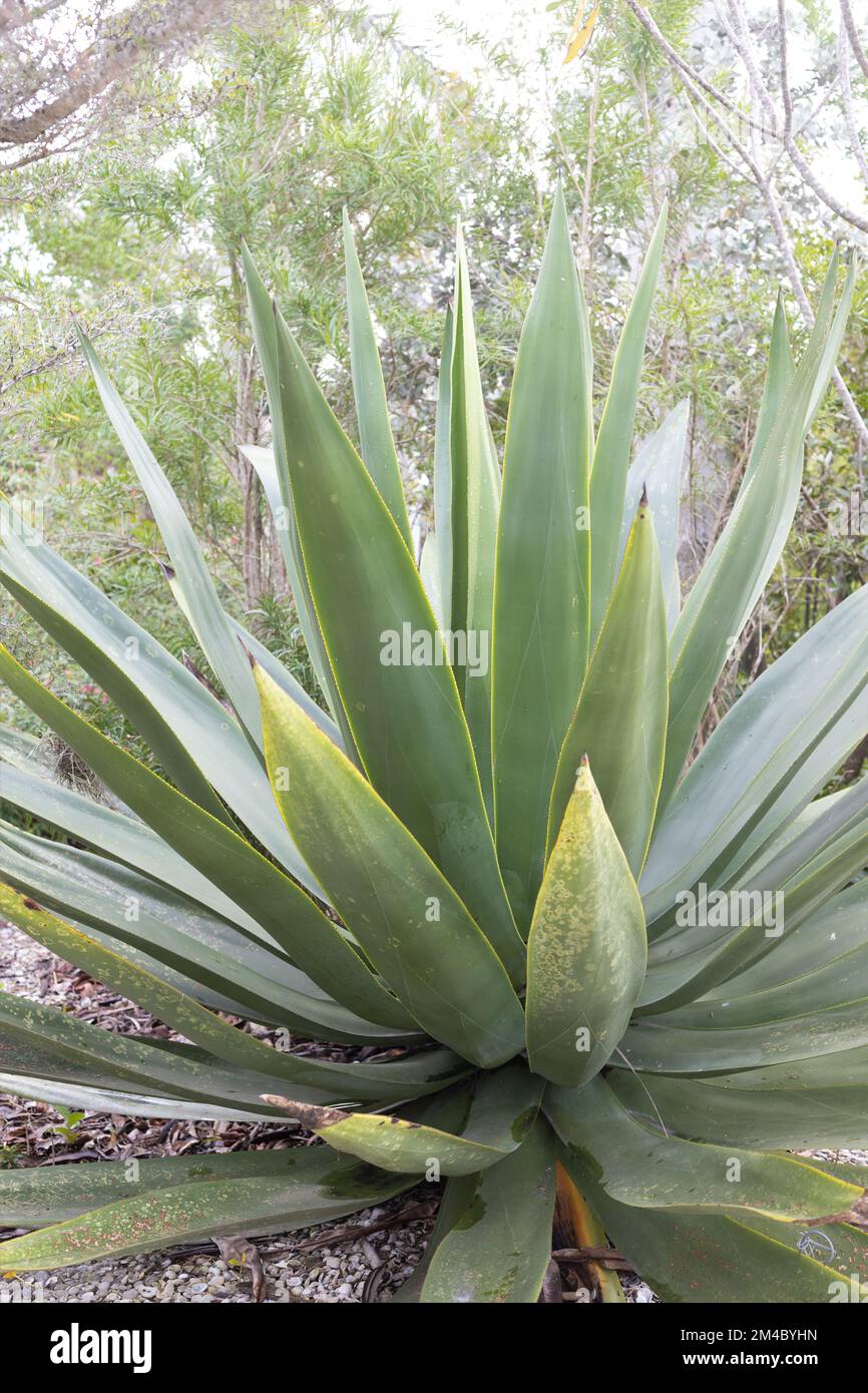 Agave eggersiana - Egger's century plant Stock Photo - Alamy