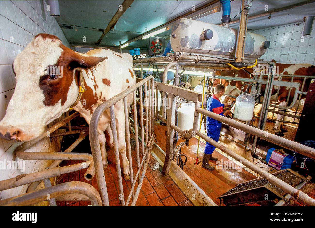 Netherlands, farmer milks his cows using a milking robot Stock Photo