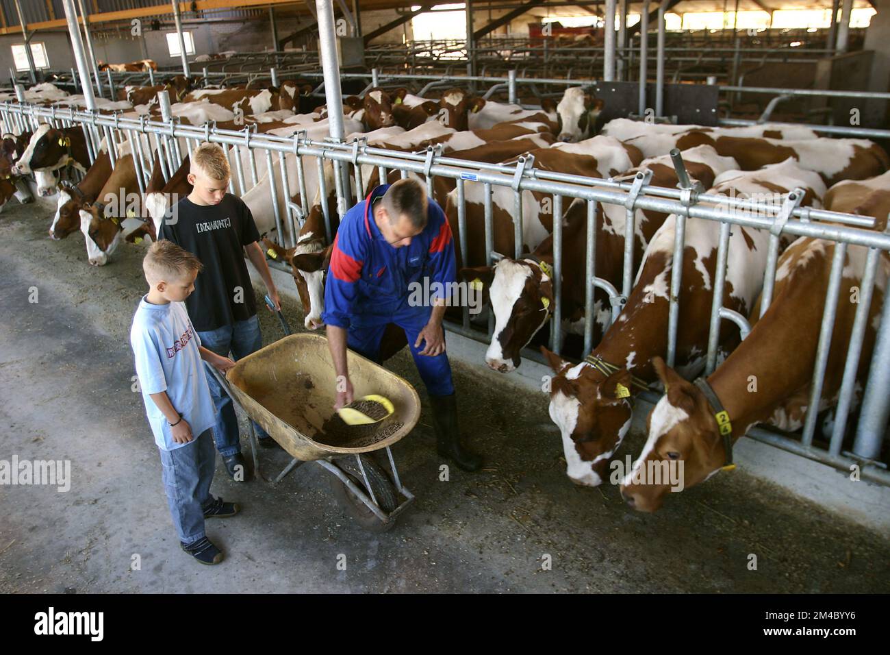 Netherlands, a farmer feeds his cows extra concentrate, together with his children Stock Photo