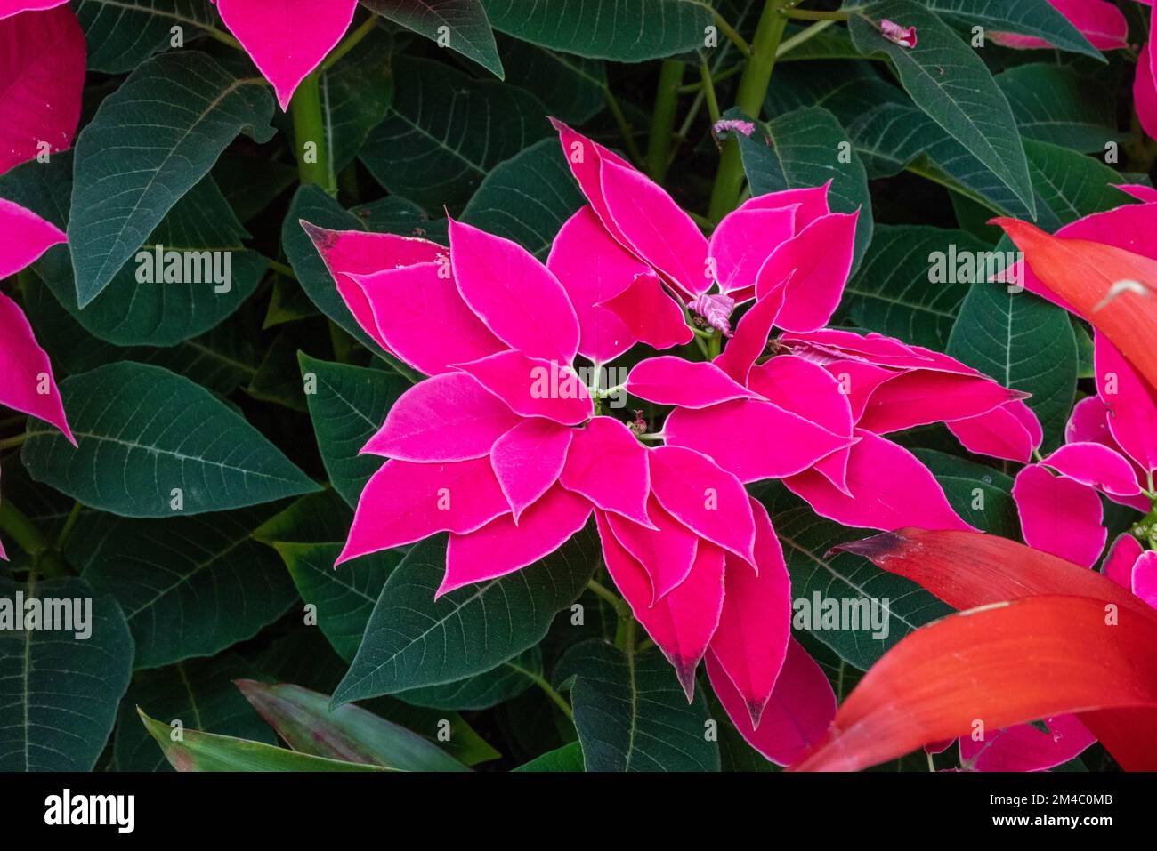 Flowers in Greenhouse at Phipps Conservatory in Pittsburgh Stock Photo