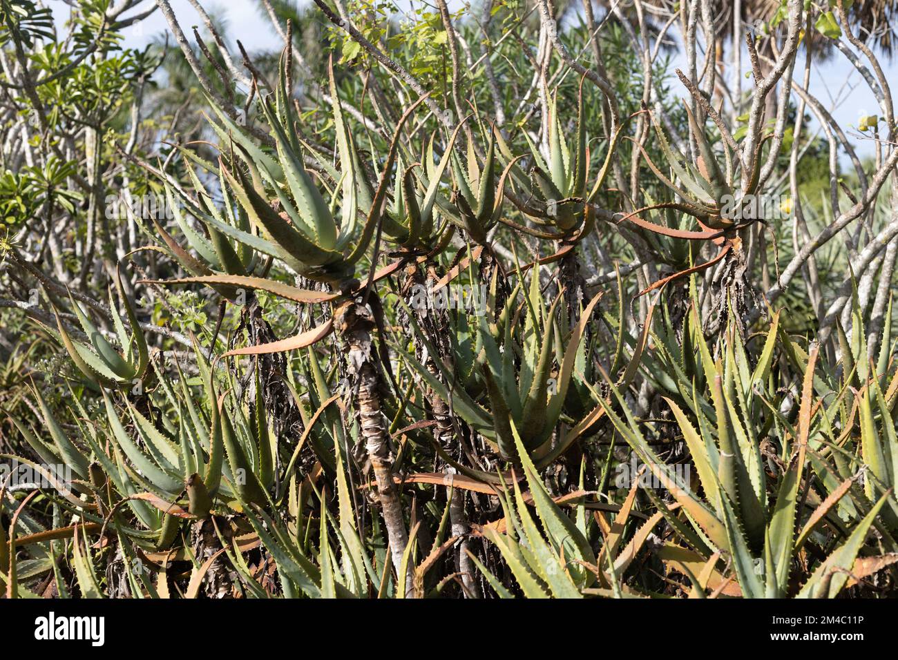 Aloe ferox bitter aloe Stock Photo Alamy