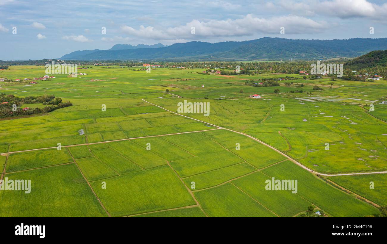 Aerial view over green lush paddy field at the sunset valley Langkawi, Malaysia. Blue sky with white clouds on the horizon. Endless rice field, agricu Stock Photo