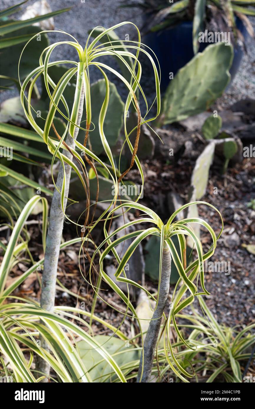 Beaucarnea recurvata 'variegata' - variegated ponytail palm. Stock Photo