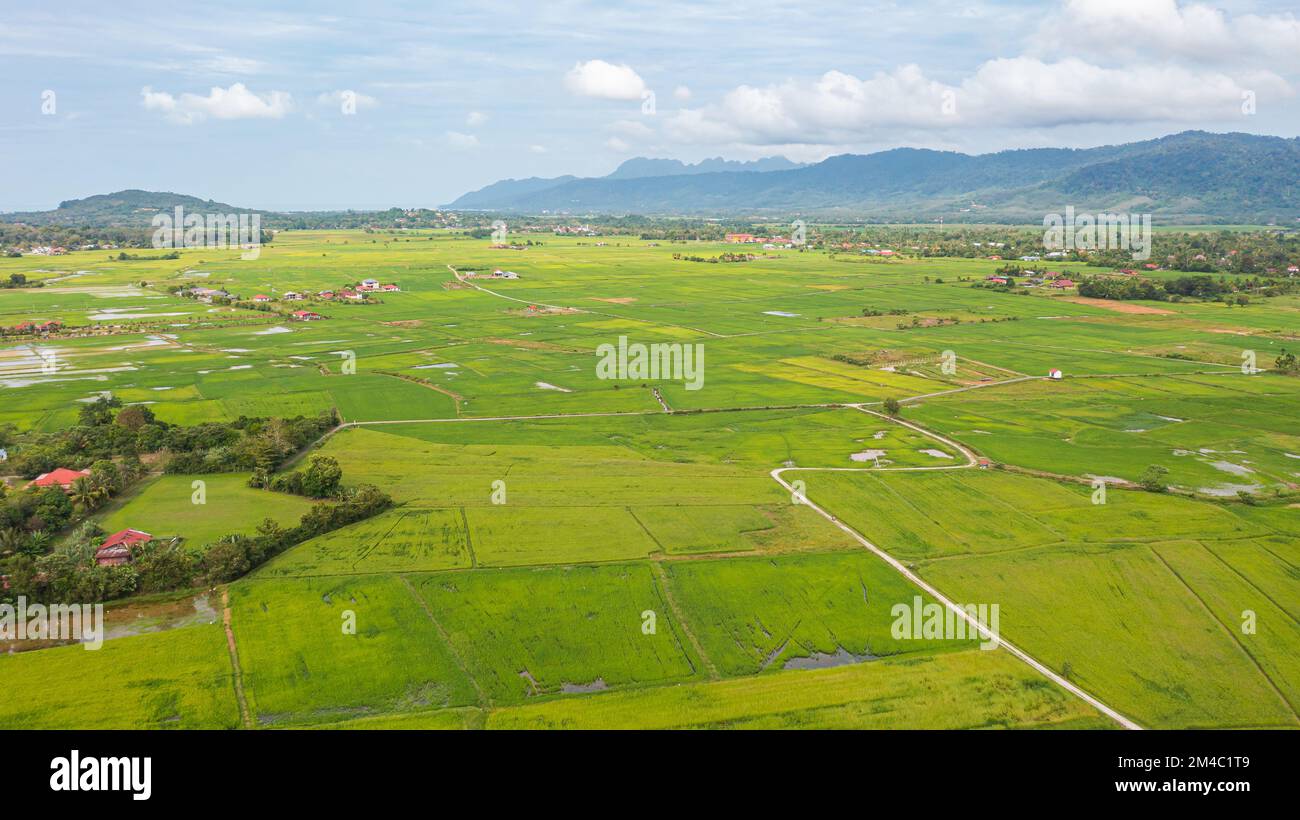 Aerial view over green lush paddy field at the sunset valley Langkawi, Malaysia. Blue sky with white clouds on the horizon. Endless rice field, agricu Stock Photo