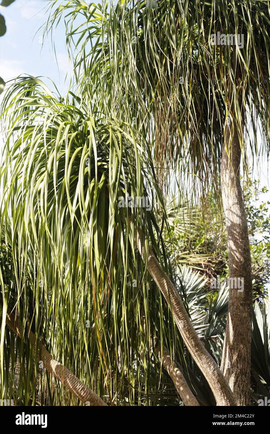 Beaucarnea Recurvata - ponytail palm. Stock Photo