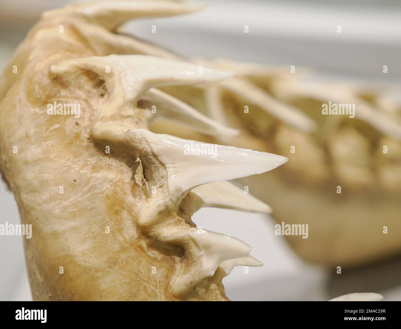 Mako shark jaw showing teeth detail Stock Photo Alamy