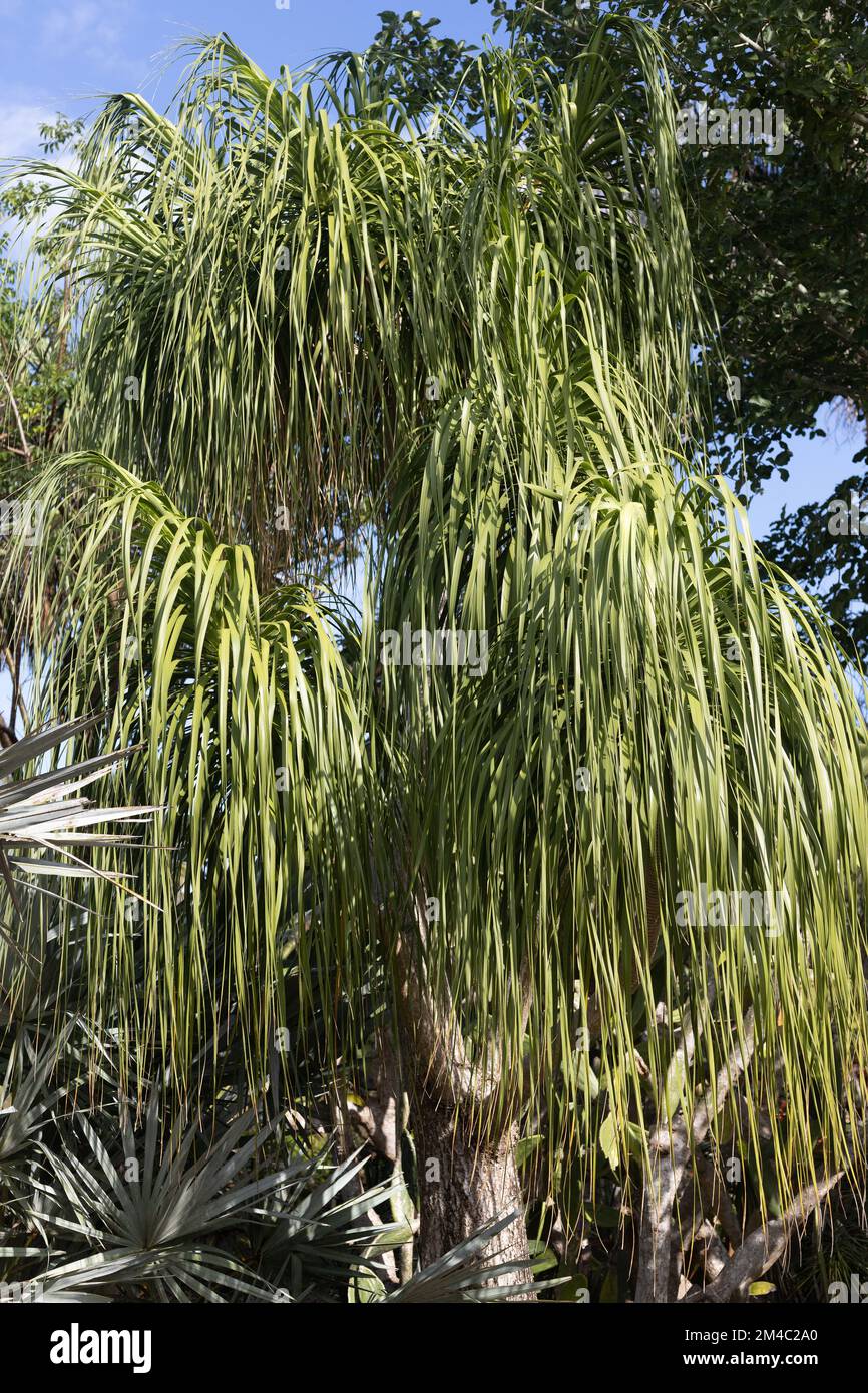 Beaucarnea Recurvata - ponytail palm. Stock Photo