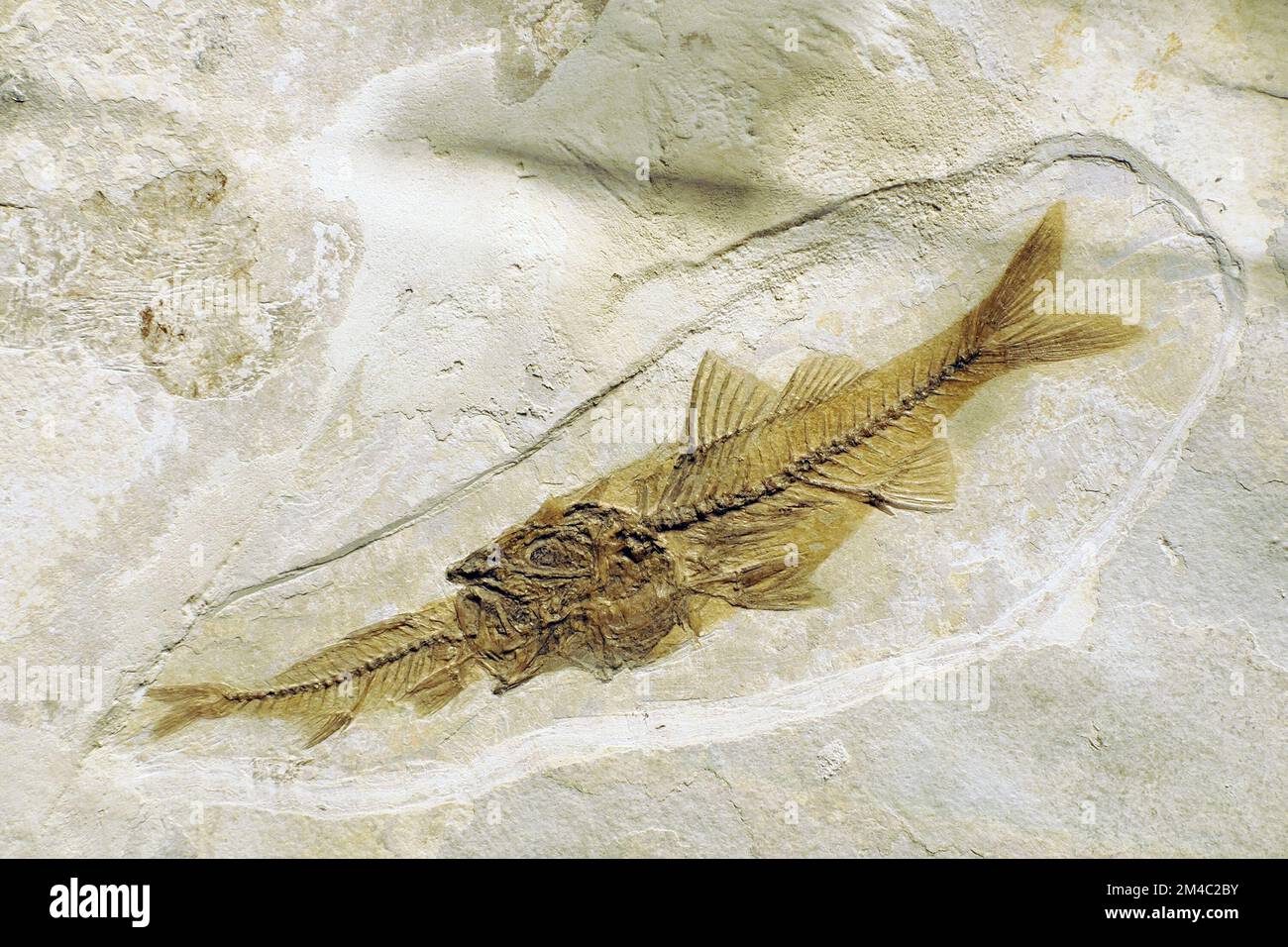 Depalis macrurus prehistoric fossilized fish eating other fish in stone detail Stock Photo