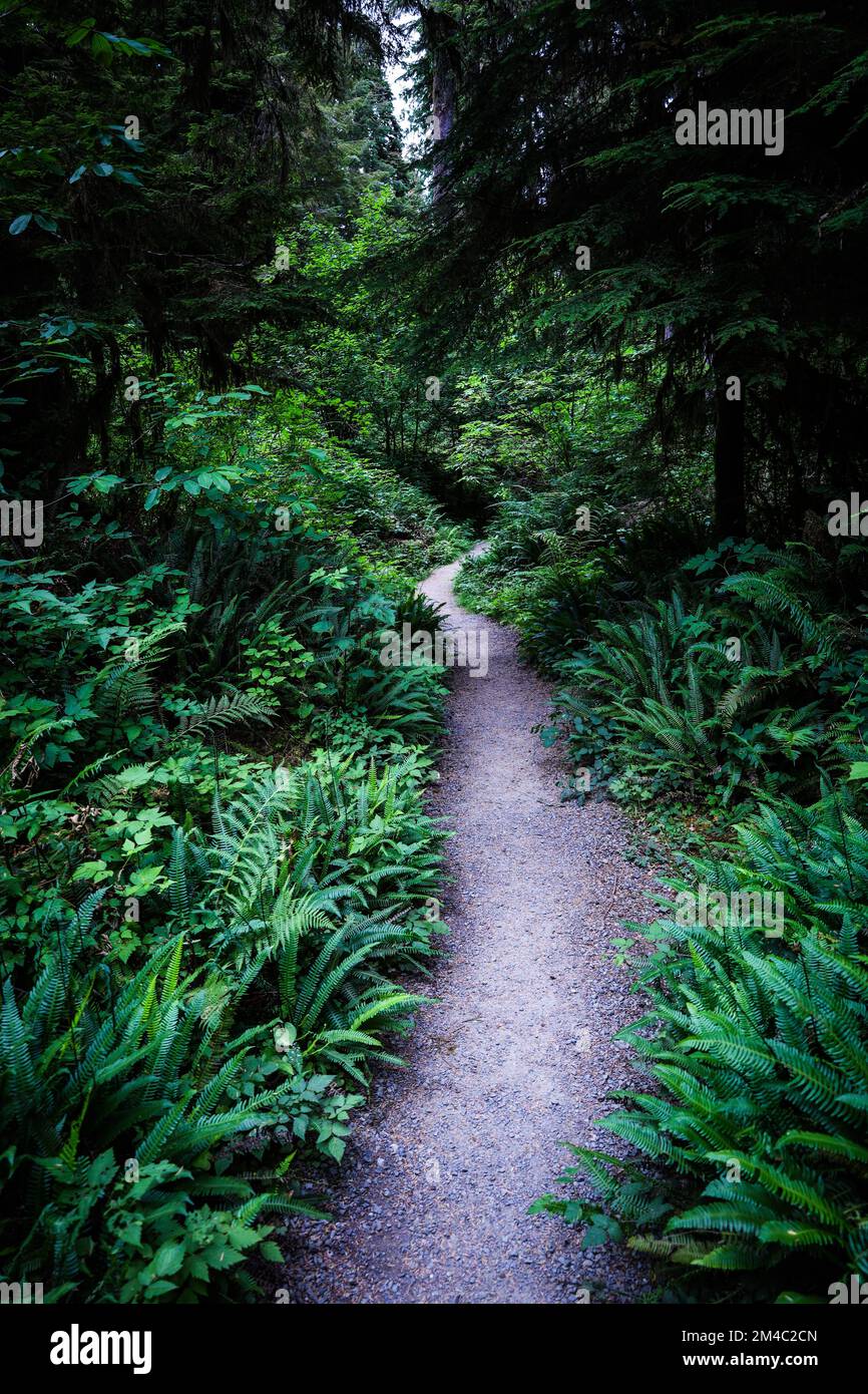A vertical shot of a walkway in a tropical dense rainforest with different species of plants Stock Photo