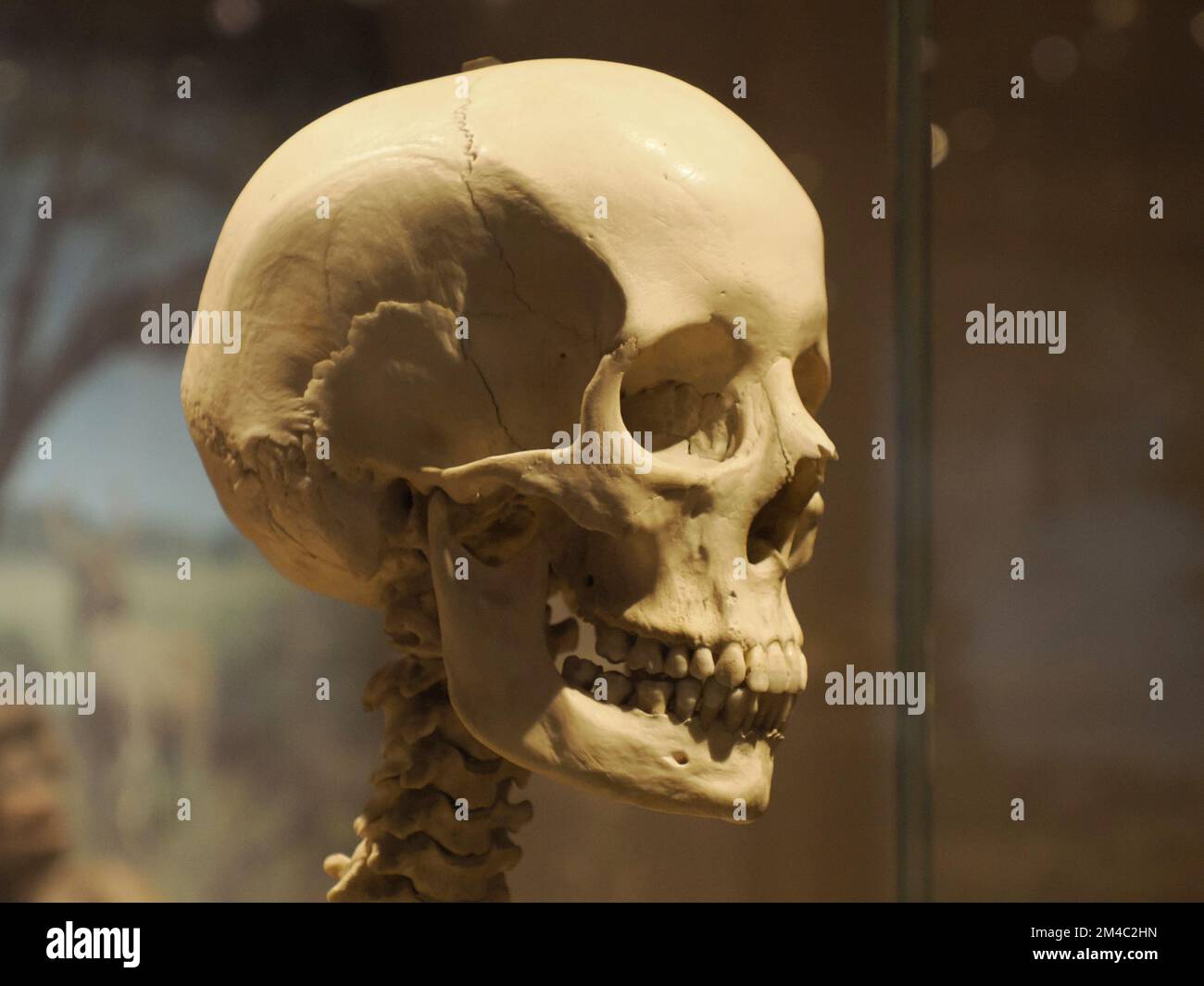 Neanderthal prehistoric human skull evolution display detail Stock Photo