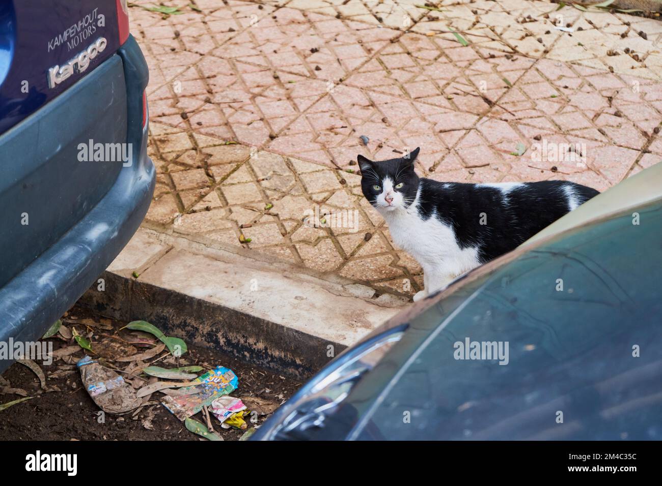 A homeless cat between two cars Stock Photo - Alamy